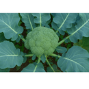 REPOLHO HIBRIDO FLORENCE AGROCINCO 100 SEMENTES