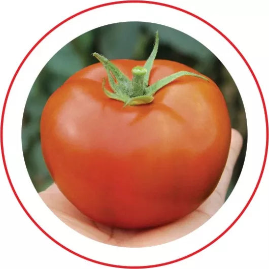 TOMATE HIBRIDO CORONEL SEMINIS 1000 SEMENTES