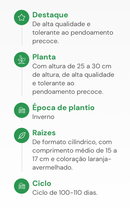 SEMENTES CENOURA NANTES HORTICERES 100G
