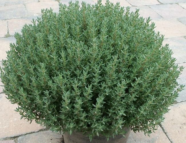 SEMENTES TOMILHO HORTICERES 50G