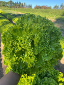 ALFACE CROCANTE BS CROC0163 BLUESEEDS 7500 SEMENTES