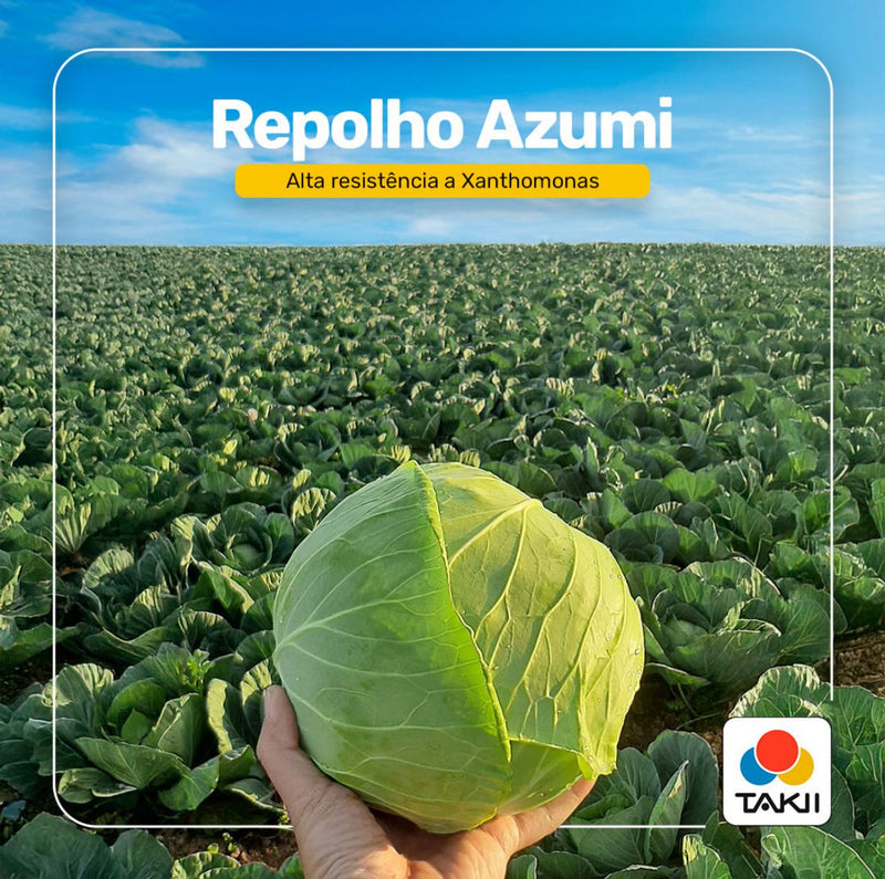 REPOLHO HIBRIDO AZUMI TAKII SEED 2500 SEMENTES