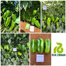 PIMENTÃO MARSELAN F1 RIJK ZWAAN 1000 SEMENTES