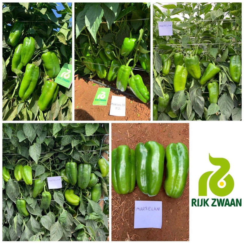 PIMENTÃO MARSELAN F1 RIJK ZWAAN 1000 SEMENTES