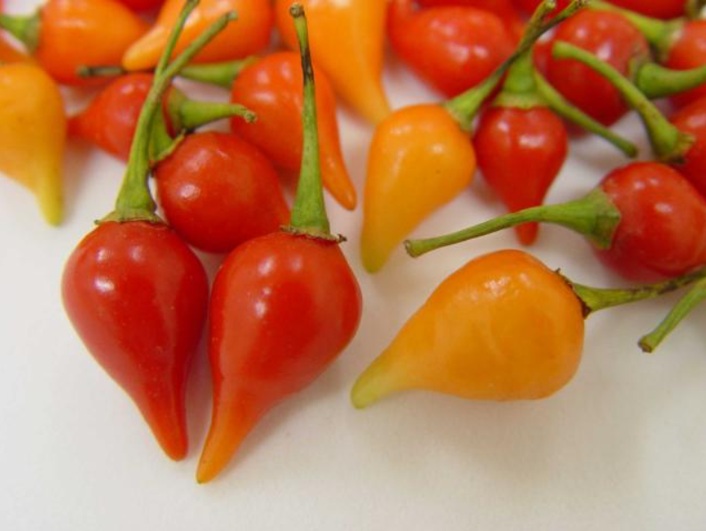 PIMENTA BIQUINHO HÍBRIDA BRS MOEMA 500 SEMENTES