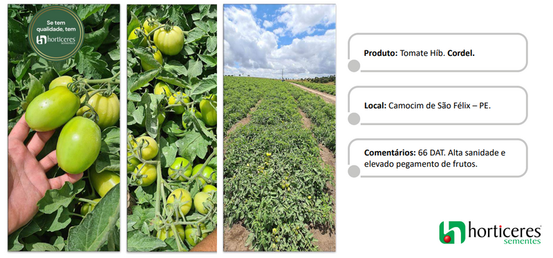 TOMATE HIBRIDO CORDEL HORTICERES 1000 SEMENTES