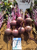 BETERRABA HÍBRIDA BS BET0128 BLUESEEDS 5000 SEMENTES