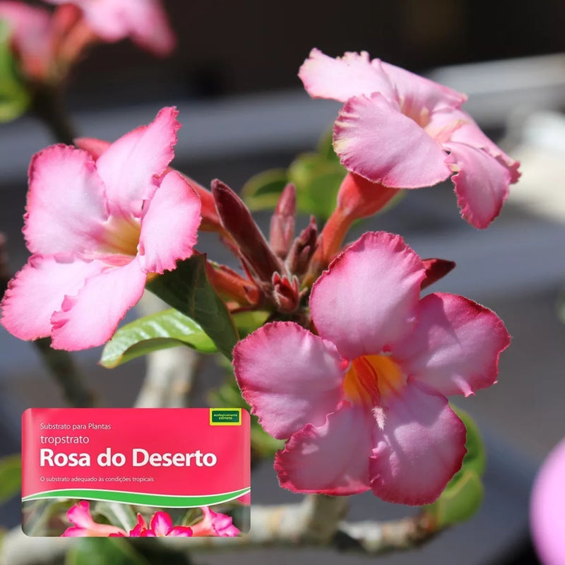 SUBSTRATO TROPSTRATO ROSA DO DESERTO VIDA VERDE 20KG