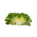 ALFACE LISA SALANOVA EULER RIJK ZWAAN 1000 SEMENTES