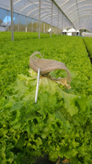 Alface Crespa Bs Ac0155 7500 Sementes Peletizadas Blueseeds