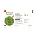 ALFACE CRSPA PSIQUE SAKATA 7500 SEMENTES