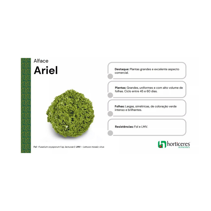 ALFACE CRESPA ARIEL HORTICERES 5000 SEMENTES