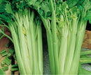 SEMENTES SALSAO TALL UTAH 52-70 TOPSEED 50G