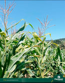 MILHO DOCE HIBRIDO SAO JOAO F1 TOPSEED 5000 SEMENTES