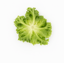 ALFACE CROCANTE LALIQUE RIJK ZWAAN 1000 SEMENTES