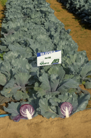 REPOLHO HIBRIDO ROXO COLORADO AGROCINCO 500 SEMENTES