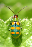 BEAUVERIA BASSIANA + METARHIZIUM ANISOPLIAE + ISARIA FUMOSOROSEA FORNAX 1L