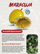 MARACUJÁ HÍBRIDO GIGANTE AMARELO AGROCINCO/EMBRAPA 100 SEMENTES