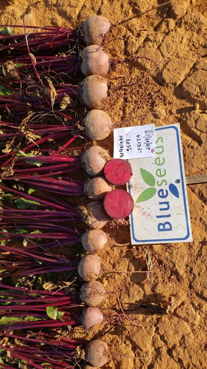 BETERRABA HÍBRIDA BS BET0128 BLUESEEDS 5000 SEMENTES