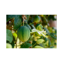 MARACUJA HIBRIDO BRS PEROLA DO CERRADO AGROCINCO 1000 SEMENTES