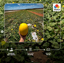 MELAO HIBRIDO RIVERSOL TAKII SEED 1000 SEMENTES