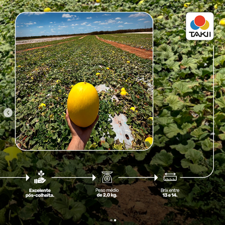 MELAO HIBRIDO RIVERSOL TAKII SEED 1000 SEMENTES
