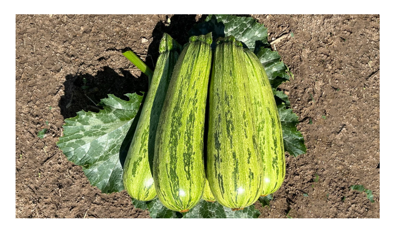 ABOBRINHA CASERTA HIBRIDA TIGERGREY SEMINIS 1000 SEMENTES