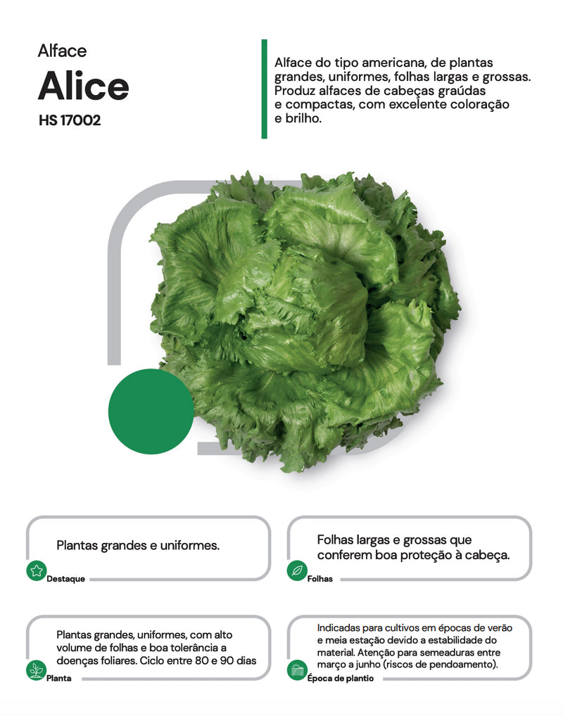 ALFACE AMERICANA ALICE HORTICERES 25000 SEMENTES