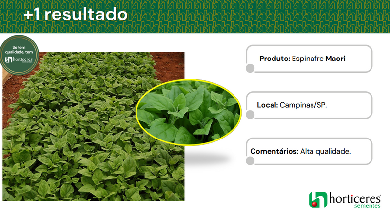SEMENTES ESPINAFRE MAORI HORTICERES 200G