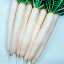 SEMENTES RABANO HIBRIDO NATSU MINOWASE TAKII SEED 10G