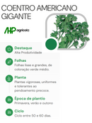 SEMENTES COENTRO AMERICANO GIGANTE HORTICERES 5KG
