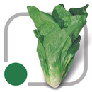 ALMEIRAO PAO DE AÇUCAR HORTICERES 5000 SEMENTES