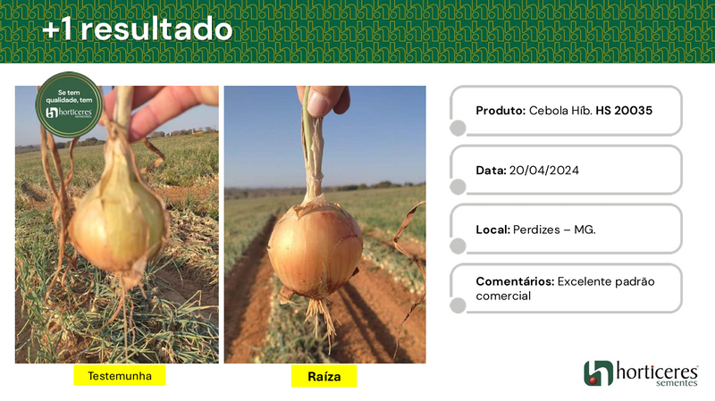 CEBOLA HÍBRIDA RAÍZA HORTICERES 100.000 SEMENTES