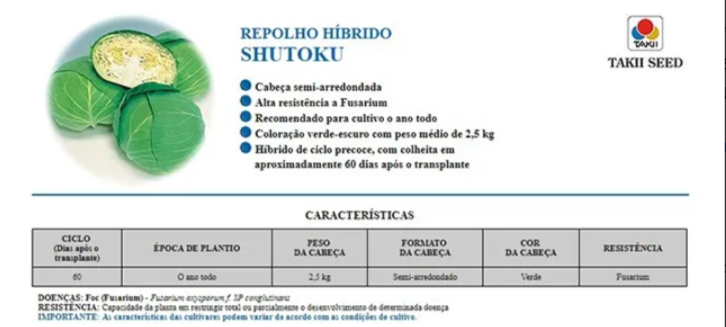 SEMENTES REPOLHO HÍBRIDO SHUTOKU TAKII 100G