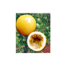 MARACUJA HIBRIDO BRS SOL DO CERRADO AGROCINCO 100 SEMENTES