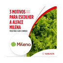 ALFACE CRESPA MILENA SAKATA 7500 SEMENTES