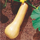 SEMENTES ABOBRINHA MENINA BRASILEIRA FELTRIN 100G