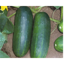 PEPINO HIBRIDO CONCORD F1 TOPSEED PREMIUM 3000 SEMENTES