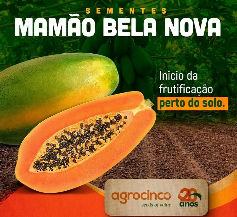 MAMAO HIBRIDO BELA NOVA AGROCINCO 100 SEMENTES
