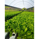 SEMENTES RUCULA FOLHA LARGA TOPSEED PREMIUM 500G