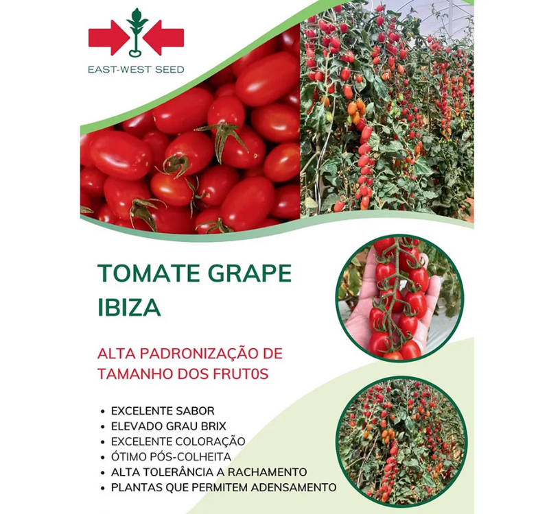 TOMATE GRAPE CEREJA HIBRIDO IBIZA EWS 500 SEMENTES