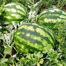 SEMENTES MELANCIA CRIMSON SWEET FELTRIN 50G