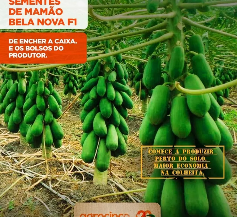 MAMAO HIBRIDO BELA NOVA AGROCINCO 100 SEMENTES