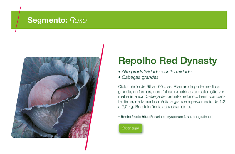 REPOLHO ROXO HIBRIDO RED DINASTY SEMINIS 1000 SEMENTES