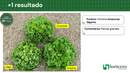 CHICORIA AMAZONAS GIGANTE HORTICERES 25000 SEMENTES PELETIZADAS