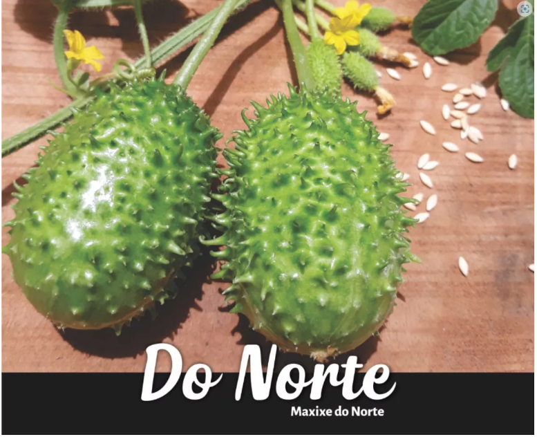 SEMENTES MAXIXE DO NORTE VIDASUL 100G