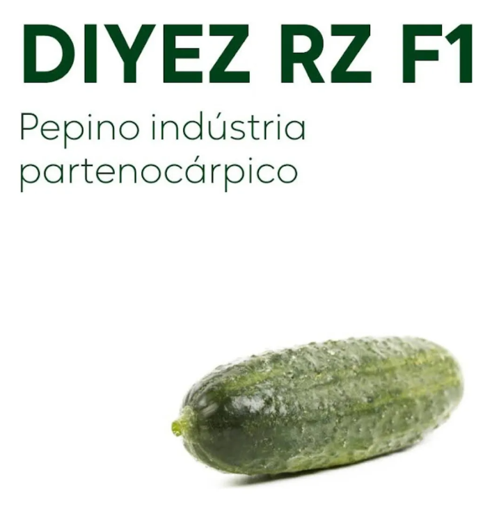 PEPINO CONSERVA HIBRIDO DIYEZ RIJK ZWAAN 1000 SEMENTES