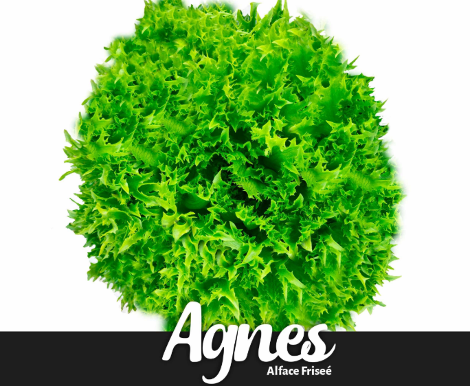 ALFACE REPICADA AGNES 1000 SEMENTES FELTRIN