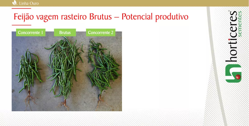 SEMENTES FEIJAO VAGEM HIBRIDO RASTEIRO BRUTUS HORTICERES 1KG