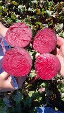 BETERRABA HÍBRIDA BS BET0128 BLUESEEDS 5000 SEMENTES